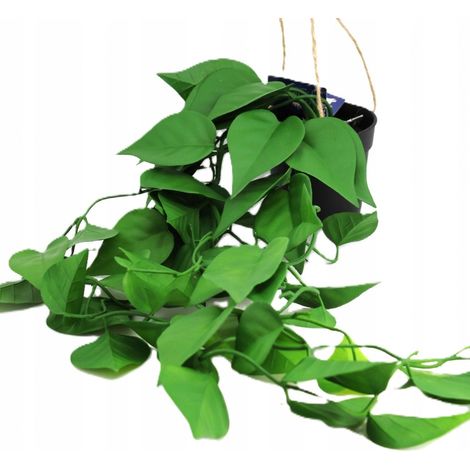 Pianta artificiale pendente - edera decorativa (1/5)