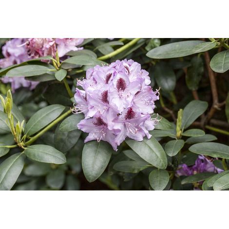 Rhododendron 'Humboldt' Rhododendron Hybr.'Humboldt' C 5 30- 40 (1/5)