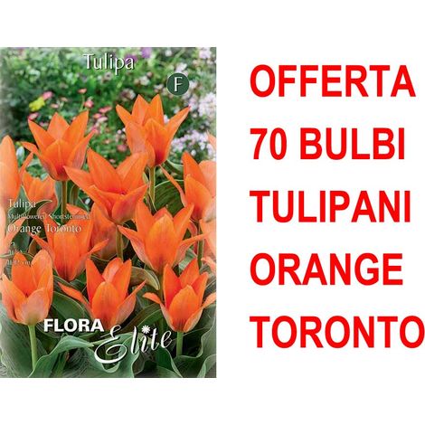 OFFERTA 70 BULBI DI TULIPANO MULTI-FLOWERED ORANGE TORONTO