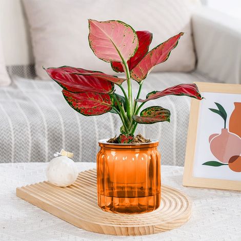 Zwei orangefarbene selbstbewässernde Blumentöpfe, kleine Blumentöpfe, transparente selbstbewässernde Blumentöpfe mit tiefer Rille, Kunststoffblumentöpfe, geeignet für alle Zimmerpflanzen, selbstbewäss