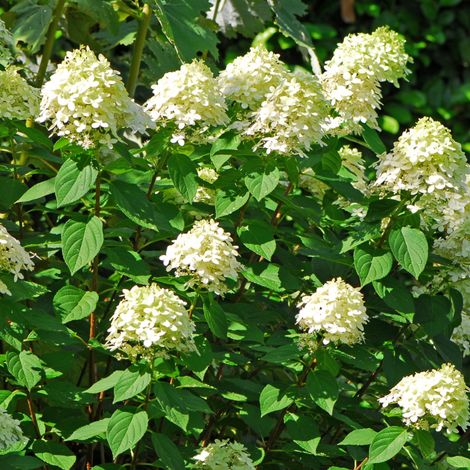 Hortensia paniculata grandiflora - Hydrangea paniculata grandiflora Pot 3L (1/2)