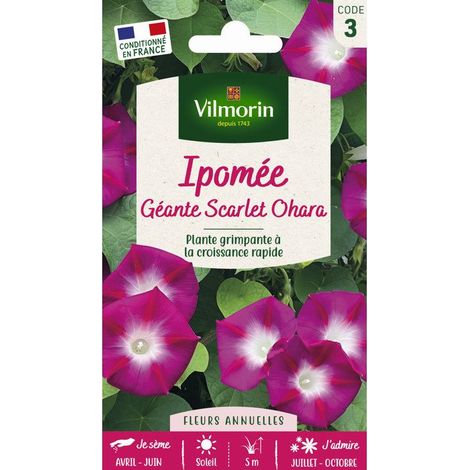 Samen Vilmorin scarlet ohara voller Sonne kontinuierliche Blüte
