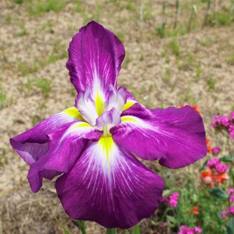 3 Iris du Japon 'Ruby King' (Iris ensata 'Ruby King')