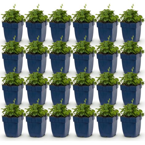 Campanule 'Lisduggan Variety' Plante Vivace Couvre-sol Fleurs Blanches Lot de 24 Pot 11 cm - PANGIVO (1/5)