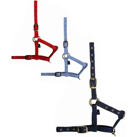 Puledro, Blu: Capezza in nylon da puledro ampiamente regolabile