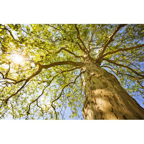 Papier peint panoramique arbre 3D | Tapisserie panoramique forêt vert & marron idéale salon | Papier peint panoramique pour chambre adulte - 267 x 400 cm (4 pièces) (1/2)