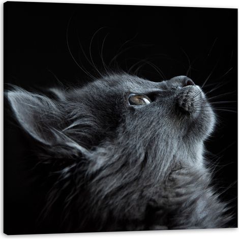 Impression sur toile Animaux Chat 40x40 cm