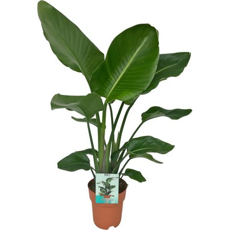 Strelitzia Nicolai - Plante Oiseau de Paradis Tropicale - Pot Ø 19 cm - Hauteur 90-95 cm - PANGIVO (1/4)
