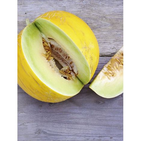 Melon 'Boule d'Or' le sachet de 15 graines environ
