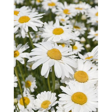 Marguerite 'Etoile d'Anvers' Godet de 7/8 cm (1/2)