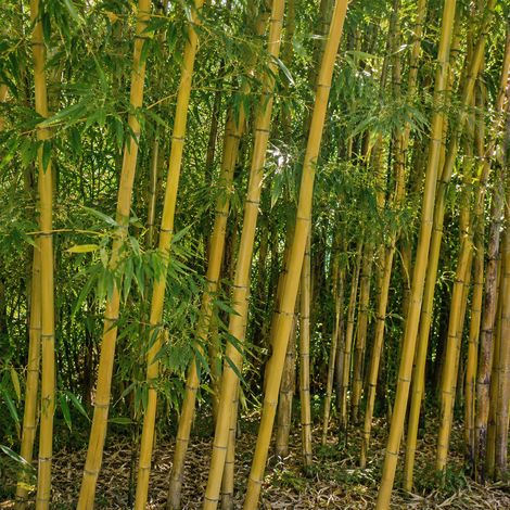 Gardenaria Bambù Dorato - Phyllostachys aurea - Bambù ornamentale da esterno - Altezza: 80/110 cm (vaso19)