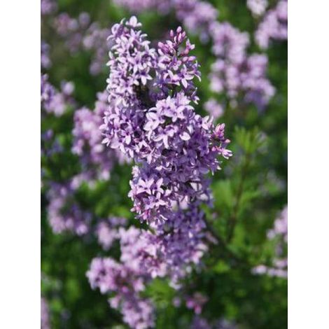 Syringa x persica 'Laciniata' Pot de 3L/4L (1/3)
