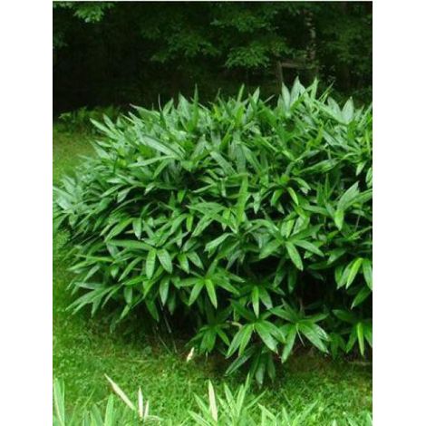 Sasa tsuboiana Pot de 2L/3L