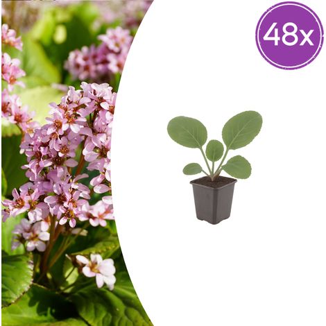Lot de 48 Bergenia cordifolia Plante des Savetiers Vivace Couvre-sol Fleurs Roses 10-25 cm - PANGIVO (1/5)