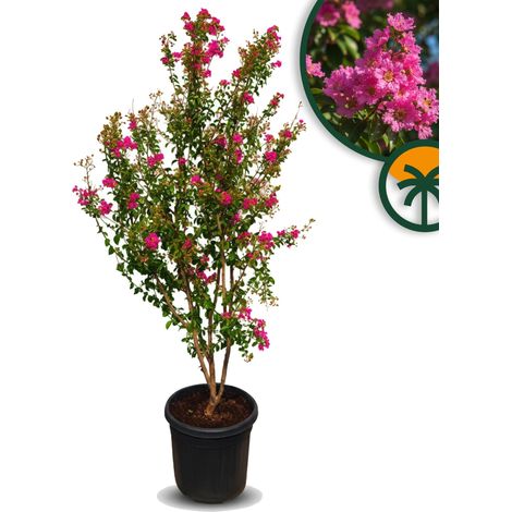 Lagerstroemia indica (lilas des Indes) – Multi-troncs – 200 cm – (1/2)