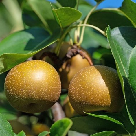 PIANTA DA FRUTTO PERO NASHI var. KOSUI in vaso 20 età 2/3 anni (foto reali)