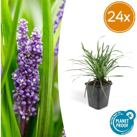 Lot de 24 Liriope muscari 'Big Blue' - Plante Couvre-sol Persistante - Fleurs Violettes - Ø 9 cm - PANGIVO (1/5)