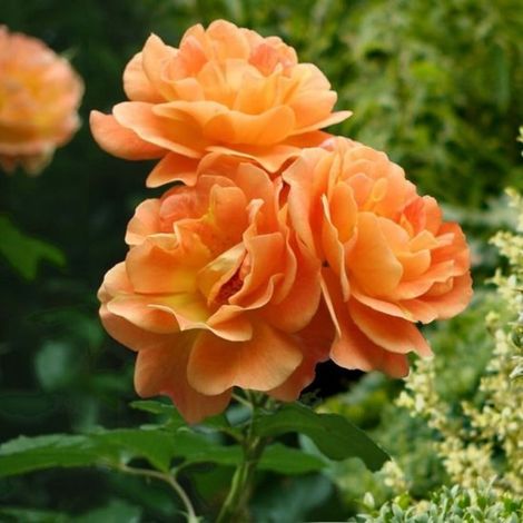 Rosier (Rosa) - Oranger grimpant - Plante grimpante - Vivaces - Abeilles-Papillons - Fleurs coupées - Parfumées - Plante grimpante - Bulbes d'été - Bulbes de printemps (1/4)