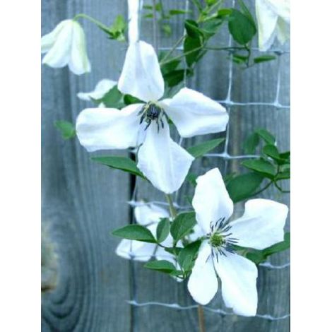 Clématite italienne 'Alba Luxurians' Pot de 2L/3L (1/5)