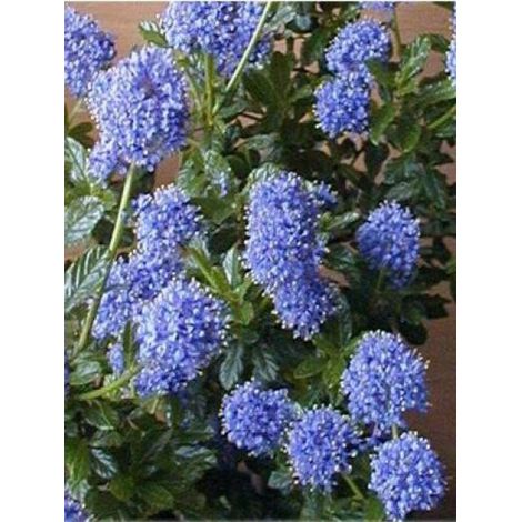 Céanothe, Lilas de Californie 'Victoria' Pot de 2L/3L (1/3)