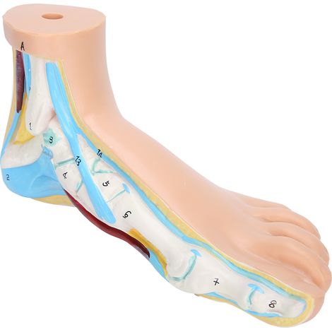 Modèle de pied humain adulte grandeur nature, pour l'enseignement et la recherche, présentation musculaire, explication, accessoires, pied normal