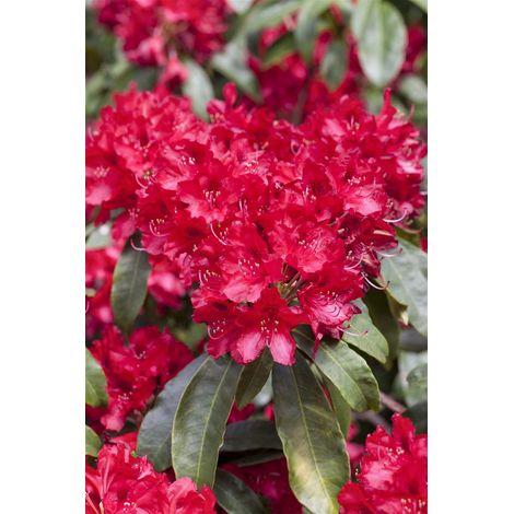 Rhododendron-Hybride 'Red Jack' Rhododendron Hybr.'Red Jack' C 5 30- 40