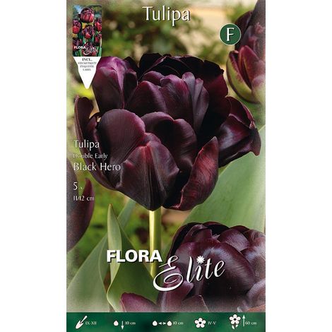 BULBI AUTUNNALI TULIPANO FIORE DOPPIO LATE BLACK HERO CONF. 5 BULBI BULBS