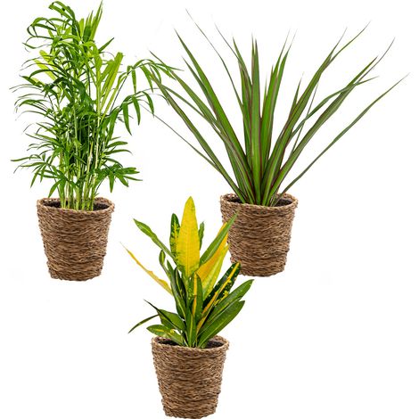 3x Mélange de plantes tropicales d’intérieur avec panier en jonc de mer – Dépolluantes – ⌀12 cm – 25-40 cm
