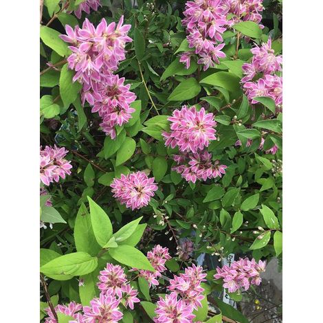 Deutzia 'Perle Rose' Pot de 3L/4L (1/3)