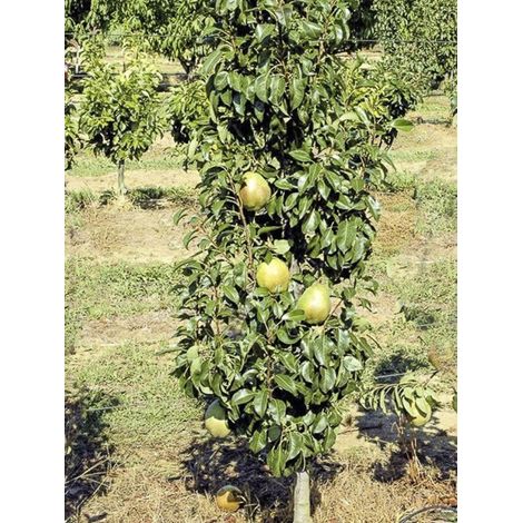 Poirier colonnaire 'Obelus' Pot de 7,5L/10L, Colonnaire