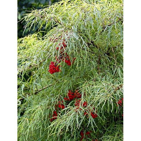 Sureau à grappes Pot de 4L/5L