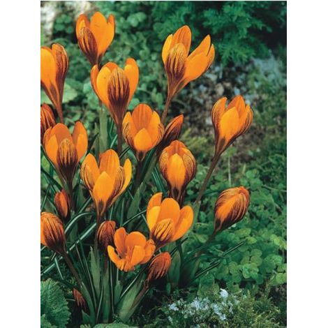 Crocus  'Orange Monarch' Bulbe calibre 5+ (par 15) (1/2)