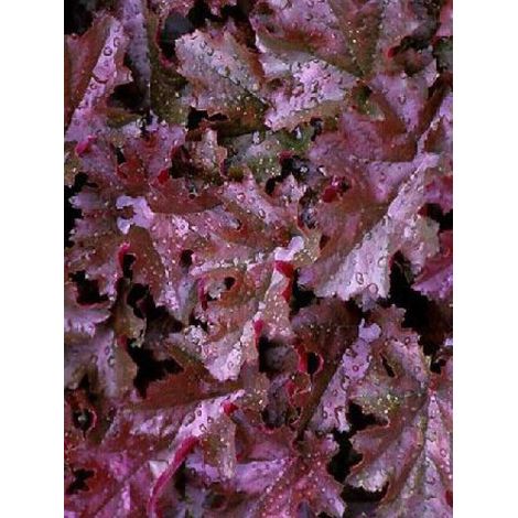 Heuchère 'Chocolate Ruffles' Godet de 8/9 cm (1/2)