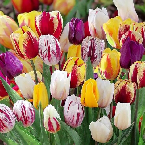 bulbi di TULIPANI REMBRANT MIX