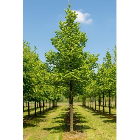 Tiglio selvatico "Tilia Cordata" pianta in vaso ø18 cm h. 130/150 cm