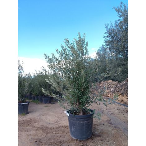 OLEA EUROPAEA TOUFFE 45 CYPRES Lt.35