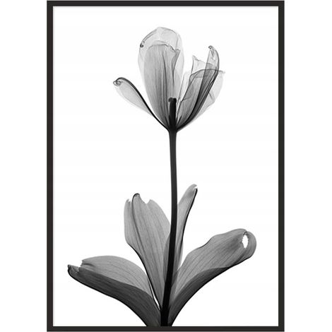 Póster con marco 53x73 cm Flor P1041 (1/4)