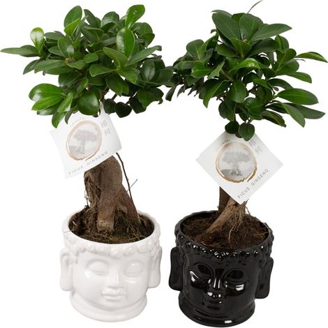 BONSAI FICUS GINSENG VASO BUDDHA 15CM