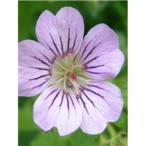 Géranium vivace 'Karen Wouters' Godet de 8/9 cm (1/2)