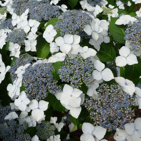 Lacecap hortensia 'Mariesii Grandiflora' - 25-30 cm pot
