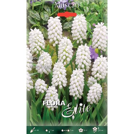 MUSCARI AUCHERI WHITE MAGIC CONFEZIONE DA 10 BULBI AUTUNNALI BULBS BULBES