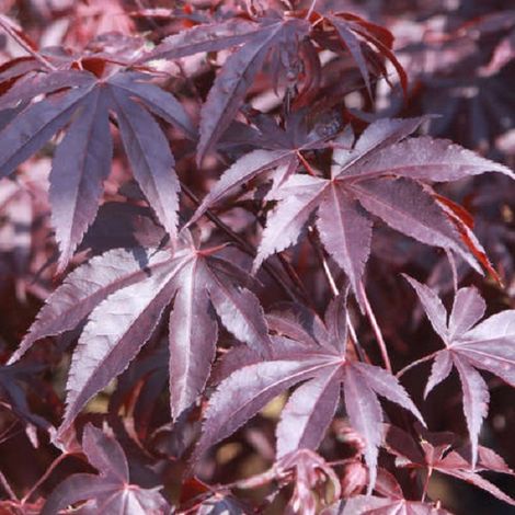 Érable du Japon - Acer palmatum 'Bloodgood' - 50-60 cm pot