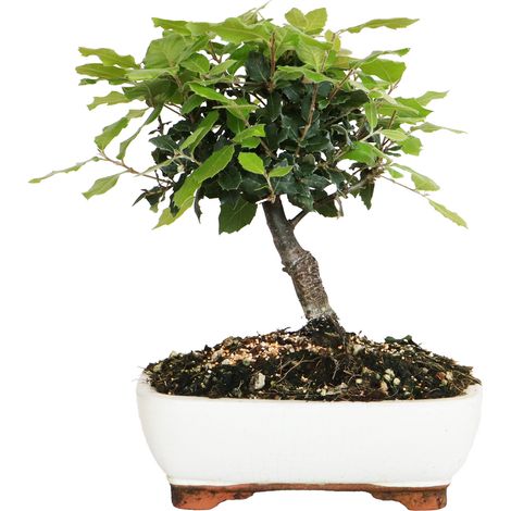 Bonsai di Leccio - Quercus Ilex - Bonsai Vero di Quercia - H 25-35 cm Vaso Ø 21 cm