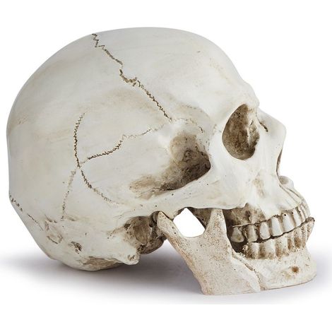 Crâne humain réaliste en résine 19x10,5x13cm – Déco Halloween & outil pédagogique anatomie – Sollbry (1/4)