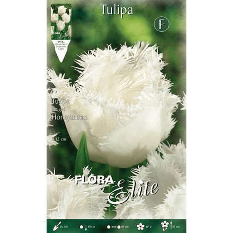 TULIPANO SFRANGIATI HONEYMOON CONFEZIONE DA 7 BULBI AUTUNNALI BULBS BULBES