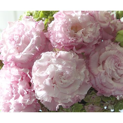 3000 Lisianthus Rose Ondulé Graines – Fleurs Décoratives Jardin Unique (1/4)