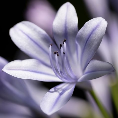4 x Agapanthe - Agapanthus 'Silberpfeil' - godet 9x9 cm (1/4)