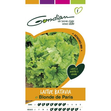 Gondian - Laitue Batavia Blonde de paris