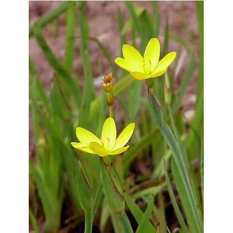 Sisyrinchium californicum Godet de 8/9 cm (1/3)