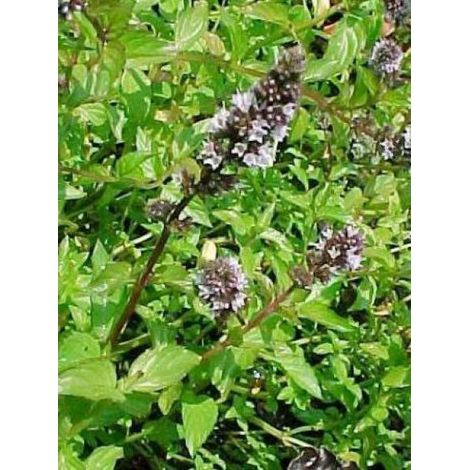 Menthe poivrée 'Chocolate' Godet de 8/9 cm (1/2)